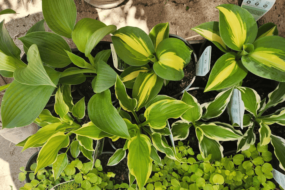 Lush greenery collection